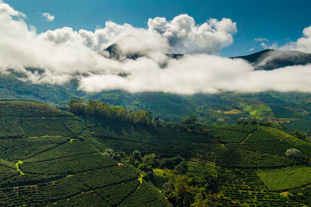 WHAT IS SPECIALTY COFFEE?