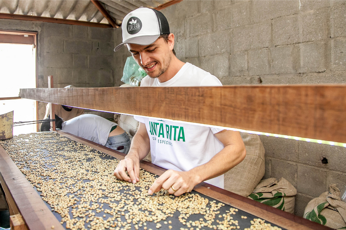 Green coffee being sorted by hand at Santa Rita Farm before roasting