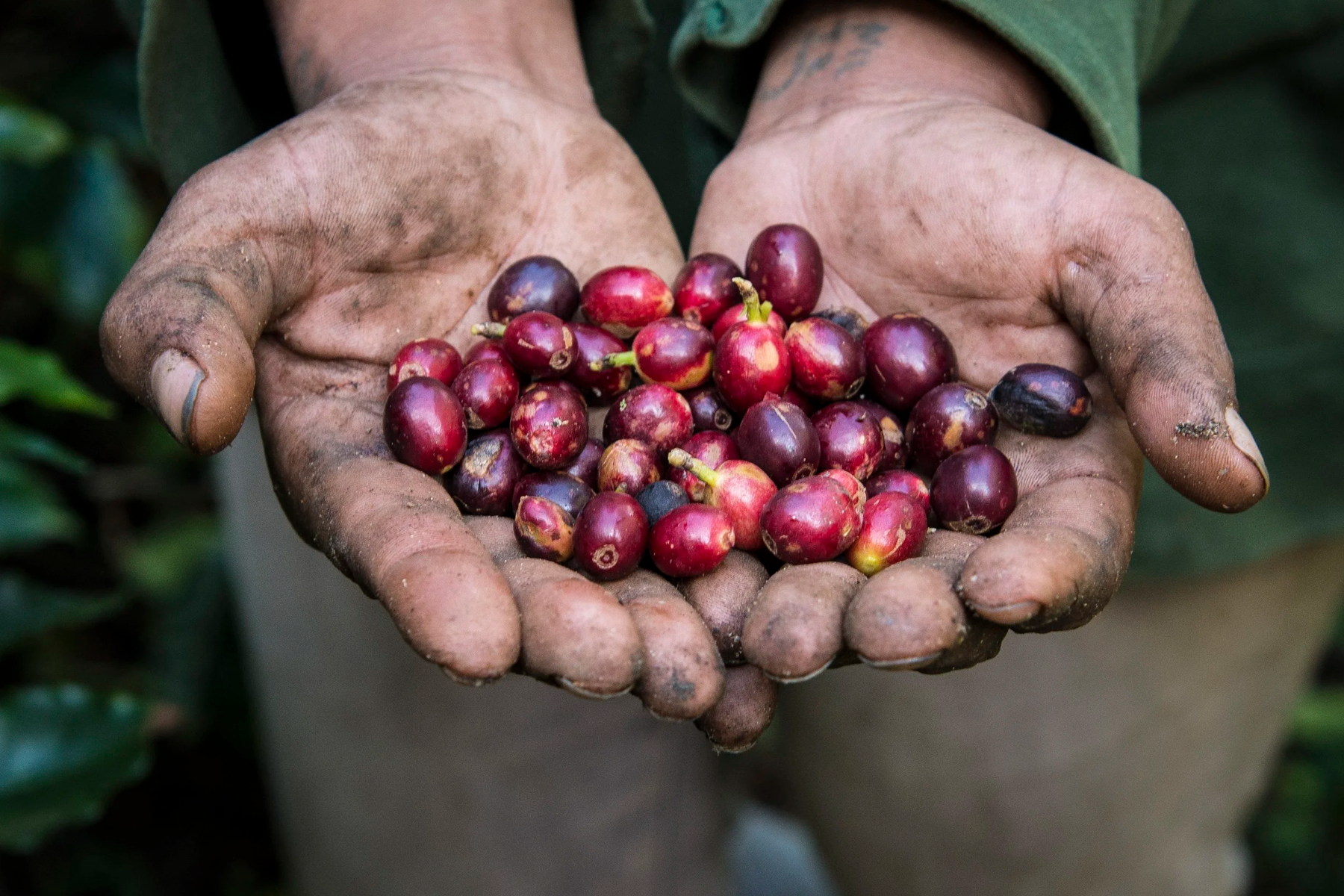 Hands holding ripe coffee cherries picked selectively at Santa Rita Farm, Brazil
